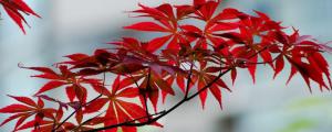 红枫叶子焦卷掉落