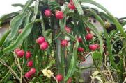 火龙果的种子怎么种盆栽，六个步骤播种出美味的火龙果