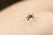 怎么防蚊子最有效，5种方法有效的防蚊叮咬