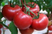 阳台盆栽西红柿的种植方法，4个步骤教你怎么盆栽西红柿