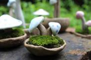 家庭蘑菇种植技术，4个步骤种植出美味的蘑菇