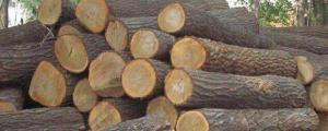 木材种类