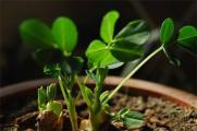 西瓜籽怎么发芽，浸泡催芽控温播种发芽