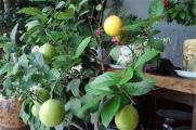 盆栽柠檬什么时候打顶，幼苗生长到20cm时打顶
