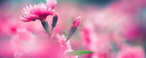 13朵康乃馨的花语