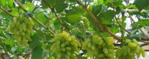 葡萄种子出的苗可以结葡萄吗