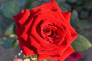 20朵玫瑰代表什么意思，两情相遇/此生不渝的爱情
