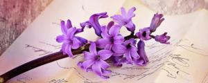 紫色风信子花语是什么