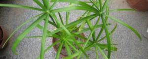 水竹怎麼養殖