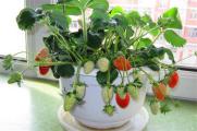 家庭阳台草莓种植方法，催芽处理后入土栽种