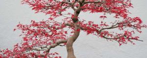枫树种子盆栽种植方法
