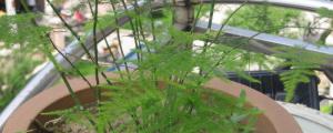 文竹冬季养殖方法和注意事项