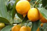 金桔树养殖方法，营养土栽种并春季修剪