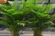 夏威夷椰子秋天怎么养，初秋追肥修枝整形