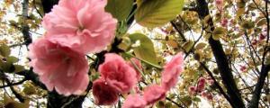 杭州花圃3月有什么花