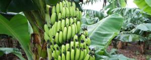 怎么使香蕉发芽