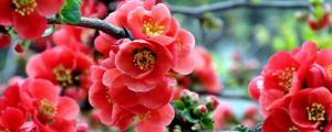 海棠花的花语是什么