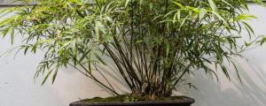家里怎么养盆栽竹子