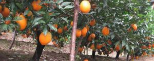 橙子树的繁殖技术