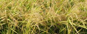 水稻收获季节