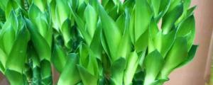 水培富贵竹的养殖方法和注意事项