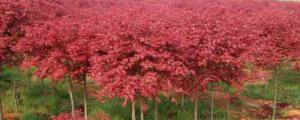 日本枫树的养殖方法