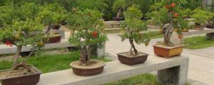 石榴盆栽种植方法和注意事项