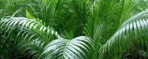 鳳尾竹和散尾葵的區別