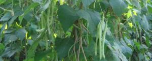 无架四季豆的种植方法和时间