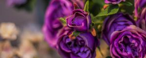 紫色玫瑰花语和寓意