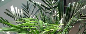 鳳尾竹吸收甲醛嗎