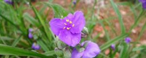 紫露草的養殖方法和注意事項