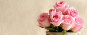 粉玫瑰的花语是什么意思