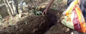土壤中供植物生长的肥料是什么