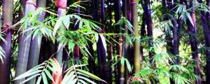红竹的养殖方法