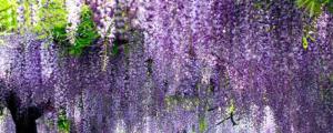 多花紫藤在什么季节种植