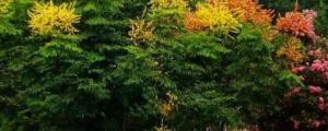 黄山栾树是属于什么类型植物
