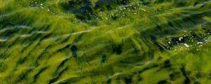 藻类植物,苔藓植物和蕨类植物的繁殖方式