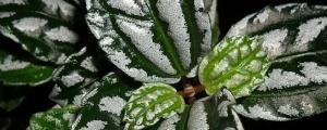 西瓜皮椒草的养殖方法和注意事项