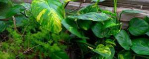 大葉綠蘿冬季的養殖方法和注意事項