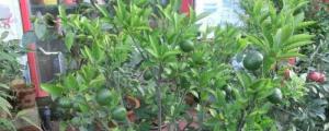 桔子树盆栽养殖方法