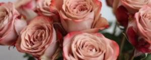 卡布奇诺玫瑰是染色的吗