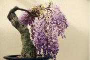紫藤盆景怎么修剪，给紫藤修剪造型的四个方法
