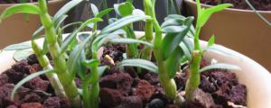 盆栽石斛的养殖方法和注意事项