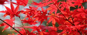 最佳观赏北京香山红叶