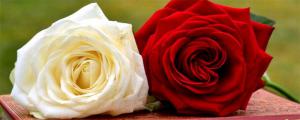 白玫瑰与红玫瑰的寓意