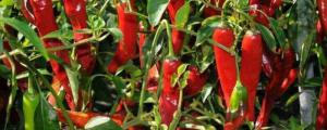 1亩种植辣椒一年收入
