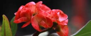 铁海棠的花语和寓意