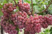 葡萄树的种植技术，掌握四个要点种植出美味的葡萄树