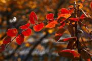 香山紅葉最佳觀賞時間，秋季10月份最佳觀賞期